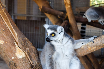 Lemur Portrait