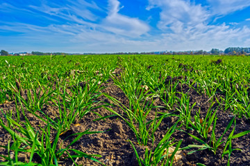rows of sprung winter wheat on a field under a blue sky with clouds