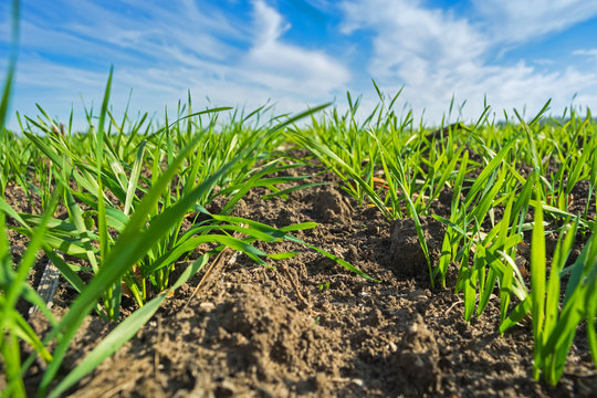 rows of sprung winter wheat on a field under a blue sky with clouds