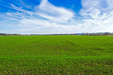 rows of sprung winter wheat on a field under a blue sky with clouds