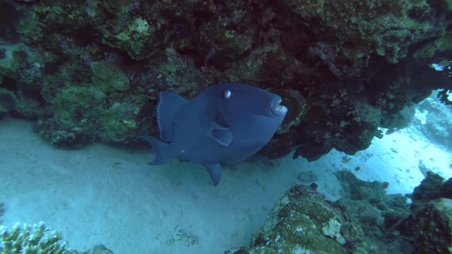 Blue Triggerfish - Pseudobalistes fuscus under coral reef , Red sea, Marsa Alam, Abu Dabab, Egypt