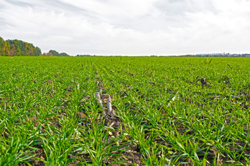 rows of sprung winter wheat on a field under a blue sky with clouds