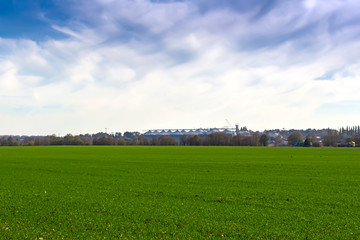 rows of sprung winter wheat on a field under a blue sky with clouds