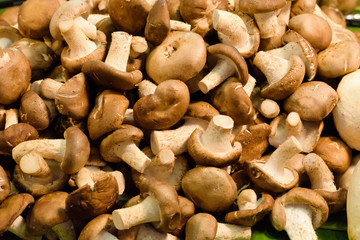 Fresh champignon mushrooms. The nature Mushroom raw material for clean and lean food.