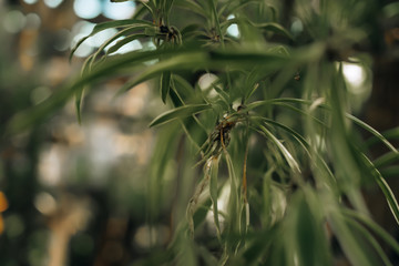 Beautiful nature of vertical garden with green texture for background.