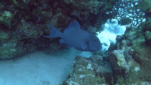 Blue Triggerfish - Pseudobalistes fuscus under coral reef , Red sea, Marsa Alam, Abu Dabab, Egypt