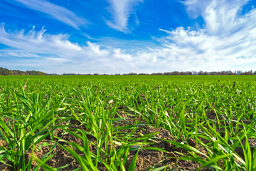 rows of sprung winter wheat on a field under a blue sky with clouds