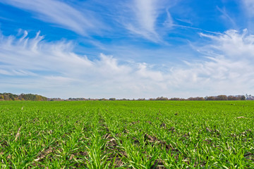 rows of sprung winter wheat on a field under a blue sky with clouds