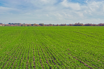 rows of sprung winter wheat on a field under a blue sky with clouds