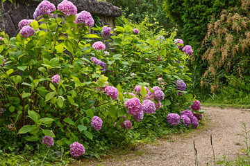 purple flowers and green leaves along the way in the park - Powered by Adobe