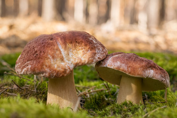 Boletus forest mushrooms close up