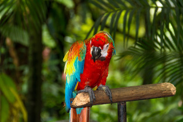 Exotic tropical birds