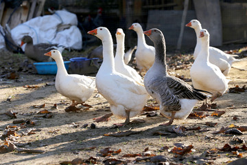 Goose and ducks live peacefully in the poultry farm rural scene