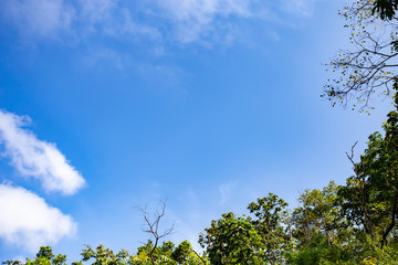 Beautiful blue sky with cloud in the morning and the top of the tree is on the right hand. The image of the sky is clear and free. Can use for abstract background.