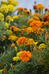 Obraz na płótnie Canvas Marigold flowers in the garden