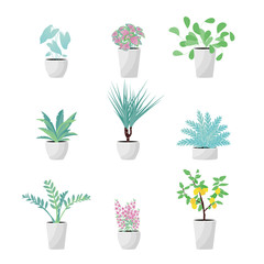 Vector Illustration. Set of Plants in pot. Aslenium, Salvia Officinalis, Coleus, Caladium, ferns, Drocena, Zameoculcas, Angelonia  and lemon tree. Flat style