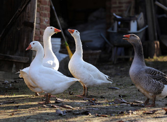 Goose and ducks live peacefully in the poultry farm rural scene