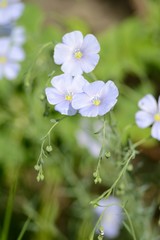 Forget-me-not flowers closeup
