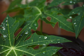 hojas con gotas de agua