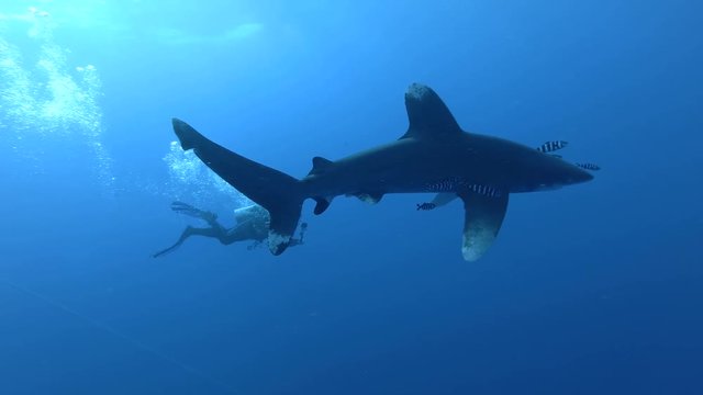 Scuba diver video oceanic whitetip shark in red sea, Marsa Alam, Egypt