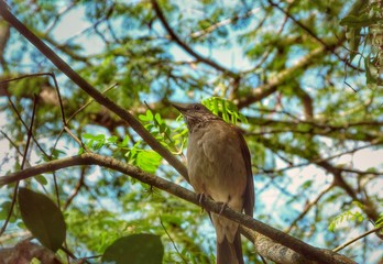 Bird on branch