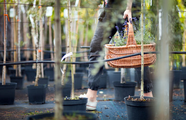 Gardener woman with basket walking among plants in a garden center