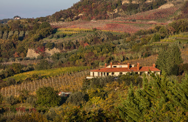 Vineyards in hinterland of Koper in autumn's colours, Slovenia