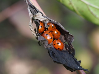 bright beetles of ladybirds sit on a dry autumn leaf macro