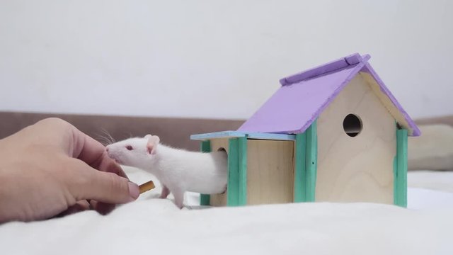 man hand feeding a rat . rat coming out of wooden house sniffing nose a hole cute video out of the burrow of a house and sniffs food in search of food . cute mouse albino rat pet goes to the house
