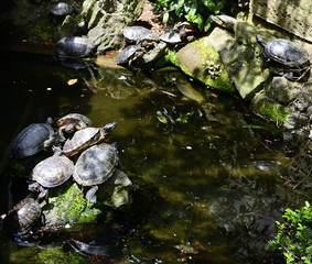 Fototapeta na wymiar Schildkröten im Teich