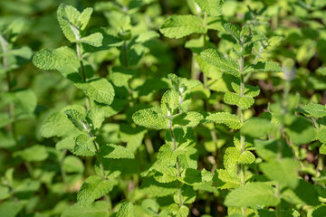 アップルミントの葉