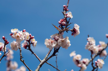 梅の花と蝶と青空