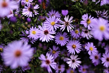 Fototapeta premium light purple flowers