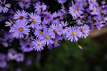 light purple flowers