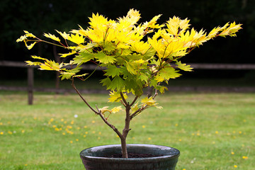 Small Acer Shurasawanum Aureum Tree in a flower pot