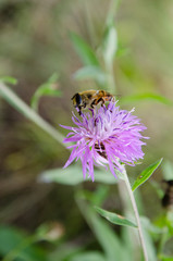 A fly on a flower