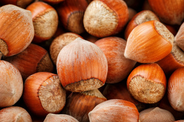 Dried unshelled hazelnuts seeds of Whole nuts as background