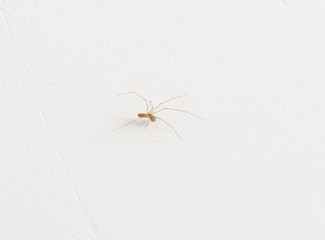 Spider on white wall