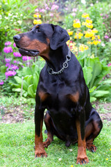 Dobermann dog sitting outside in a garden looking to the left and leaning slightly forwards,