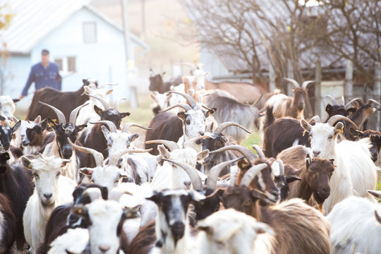 Rural Goat Herd Blurred Background
