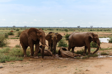 Elefantenspiel im Schlamm