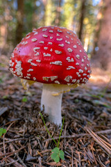Fly amanita