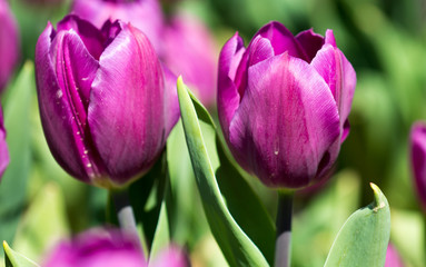 Beautiful tulips in a Dutch landscape. Photographed from different positions