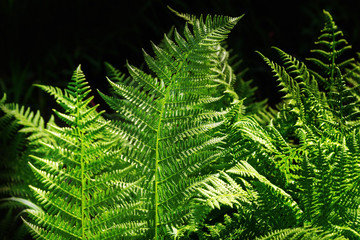 Fototapeta na wymiar Leaves fern close up in nature on dark backdrop. Natural background.