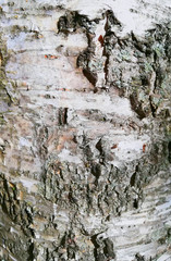 Close-up of birch bark white black natural sun