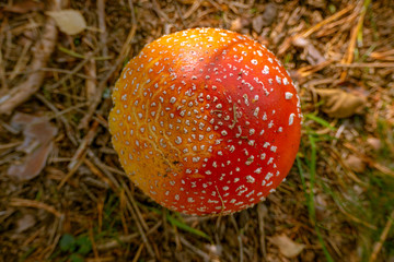 Fly amanita