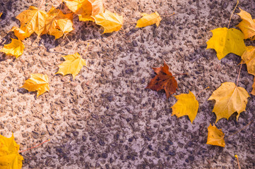 Autumn. Golden autumn. The maple leaves. Leaves of maple.