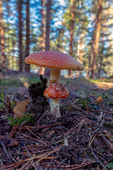 Fly amanita