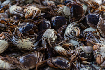The group of Salted crab or pickled crab
