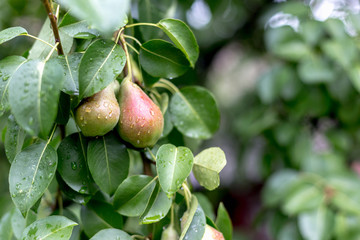 A green pear on a tree after a rain in droplets of dew.